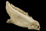 Fossil Horse (Equus) Jaw - River Rhine, Germany #125987-2